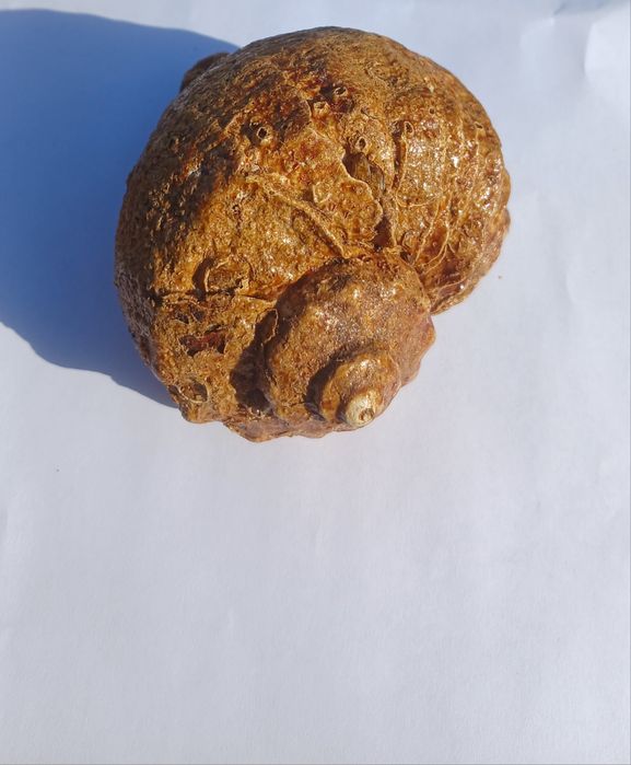 Ракушка (рапан).