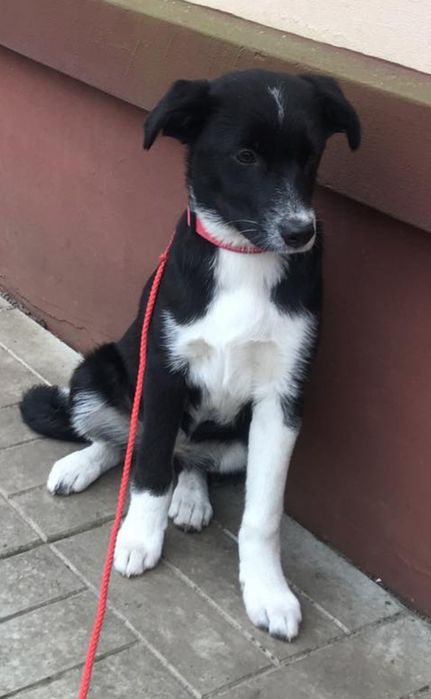 Цуценята у хороші руки!