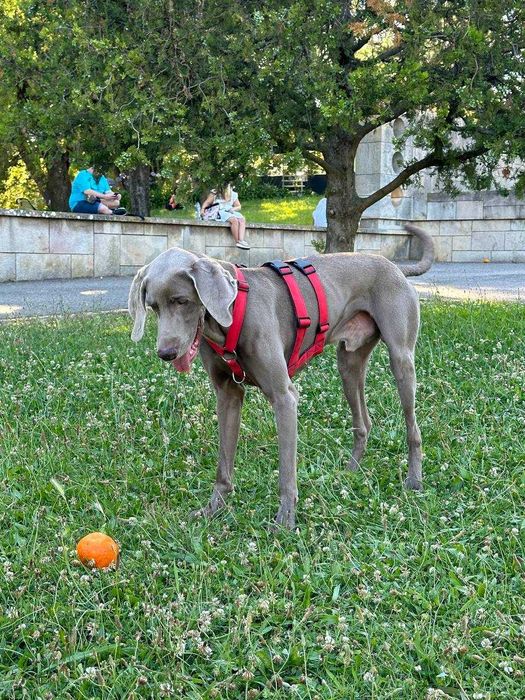 O Weimaraner Hugo está à procura de uma família [adoption]