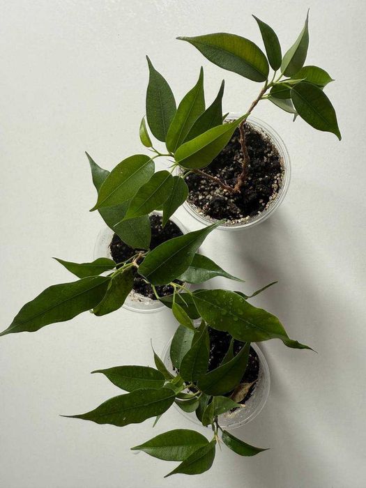 Домашні рослини (Фікус Бенжаміна, Плектрантус, Дріміопсіс, Колеус)