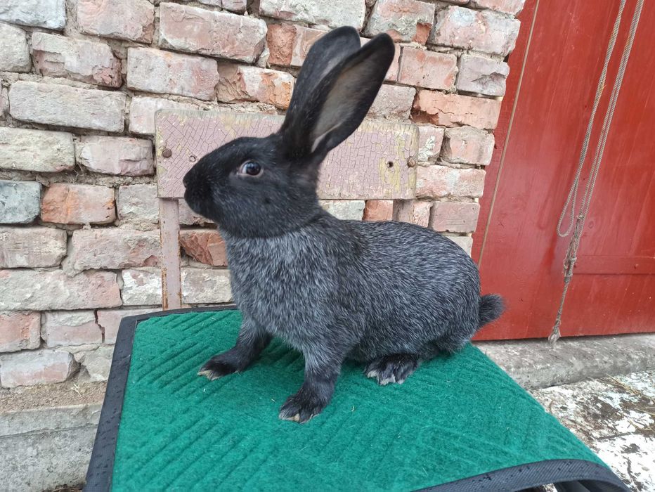 Кролі породи Полтавське срібло. Кролики  Городенка