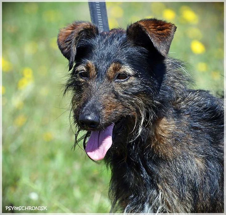 Alfik - malutki terier