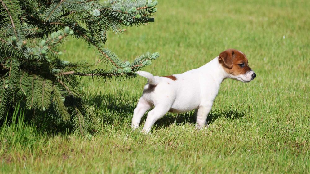 Suczka  Jack Russell Terrier z hodowli BREFIO/badania genet.