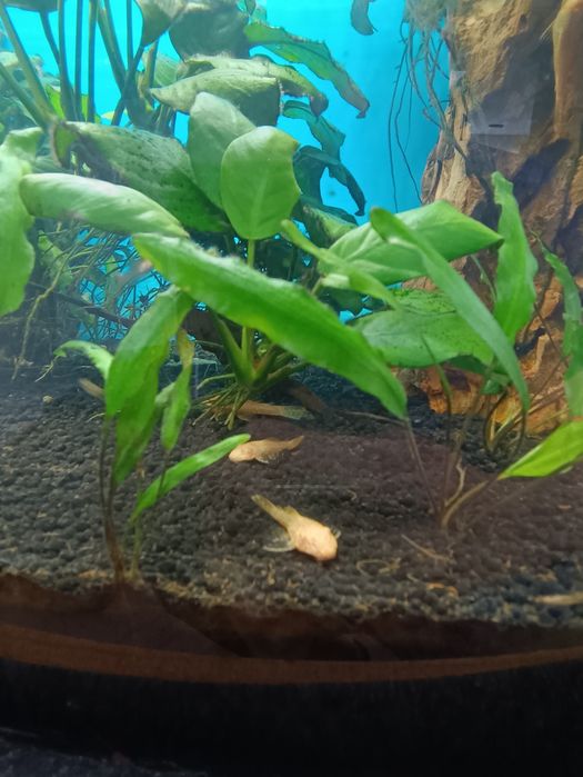 Glonojady złote/Ancistrus sp.