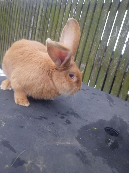 Olbrzym belgijski. Samce, samice zakocone