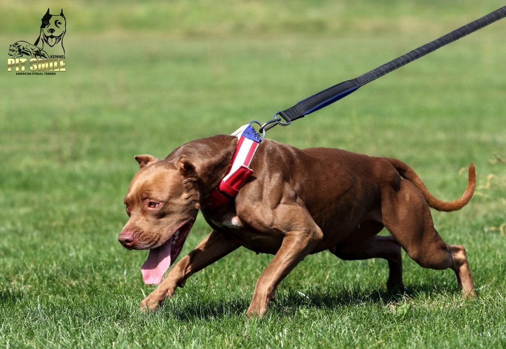 Лучшая девочка Американского Питбультерьера.Питбуль