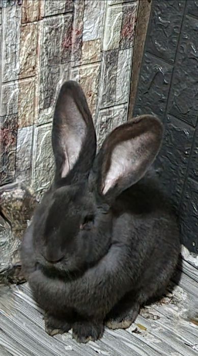 Coelhos várias raças gigantes e anões vacinados