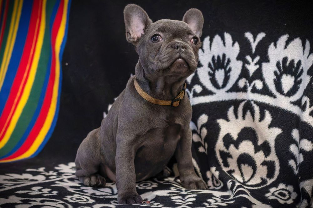 Buldog francuski blue niebieski suczka szczeniak