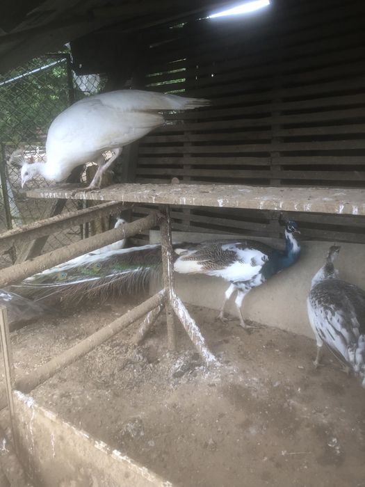 Vendo ovos de pavao , dos progenitores que estao nas fotos…