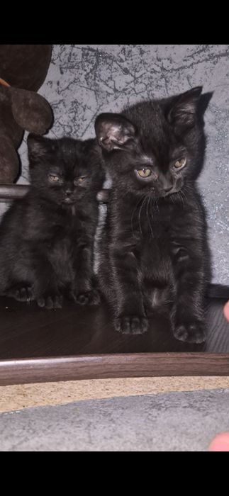 Британські короткошерсті кошенята шукають люблячі родини!