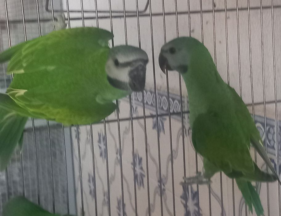 Mustaches / Senegais