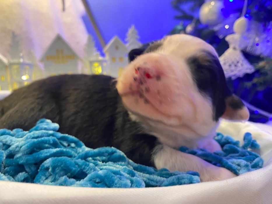 Owczarek australijski - piesek black tri