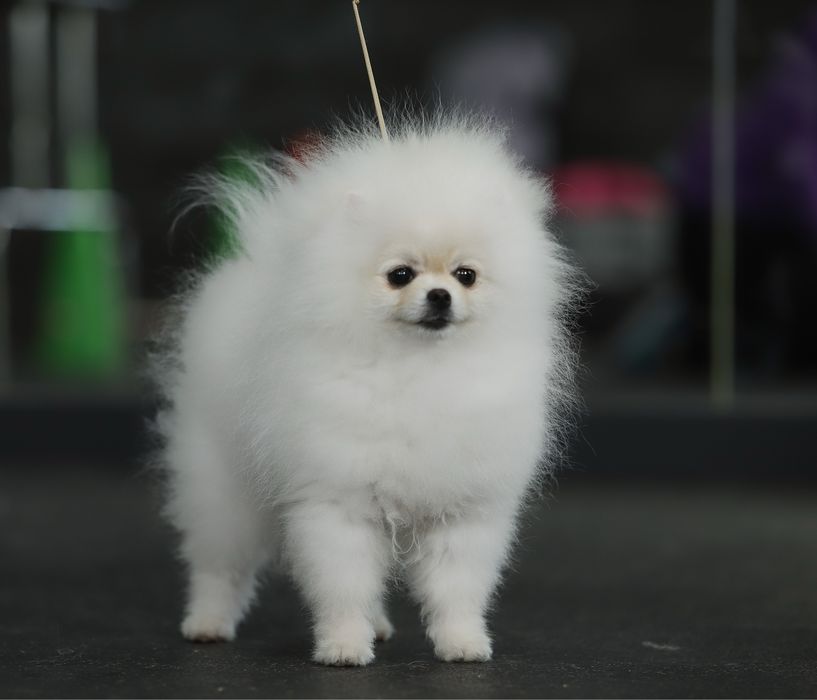 Шпіц помераньский