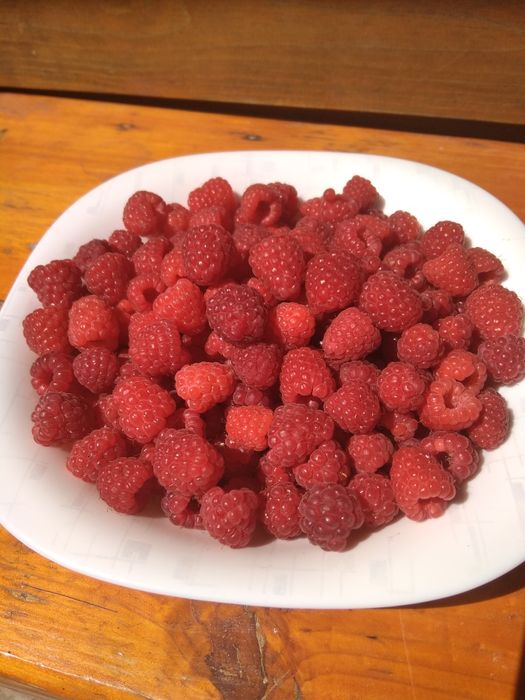 Продам садженці малини садової.урожай 16.07.23р.