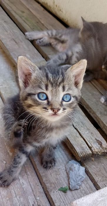 Кицька, котеня дівчинка
