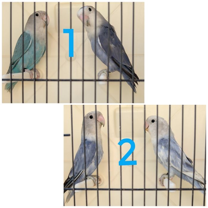 Casais de roseicollis