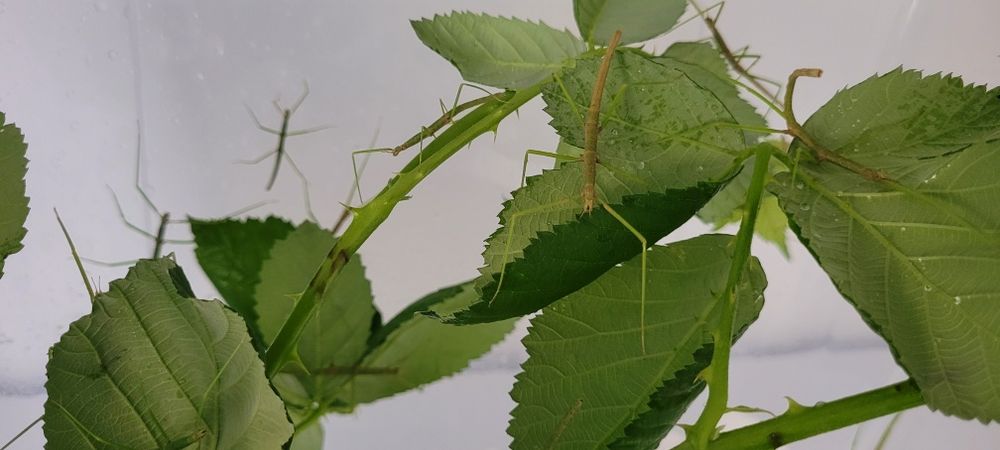 Oddam Patyczaki w dobre ręce (za darmo)
