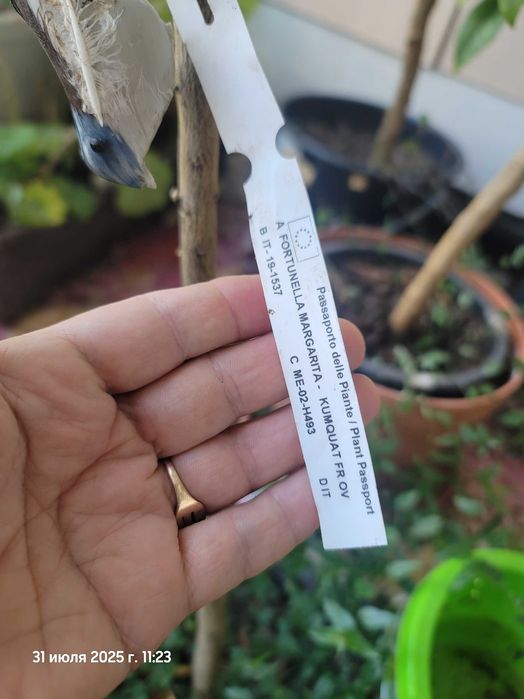 Лимони, мандарини , кумквати квітучі