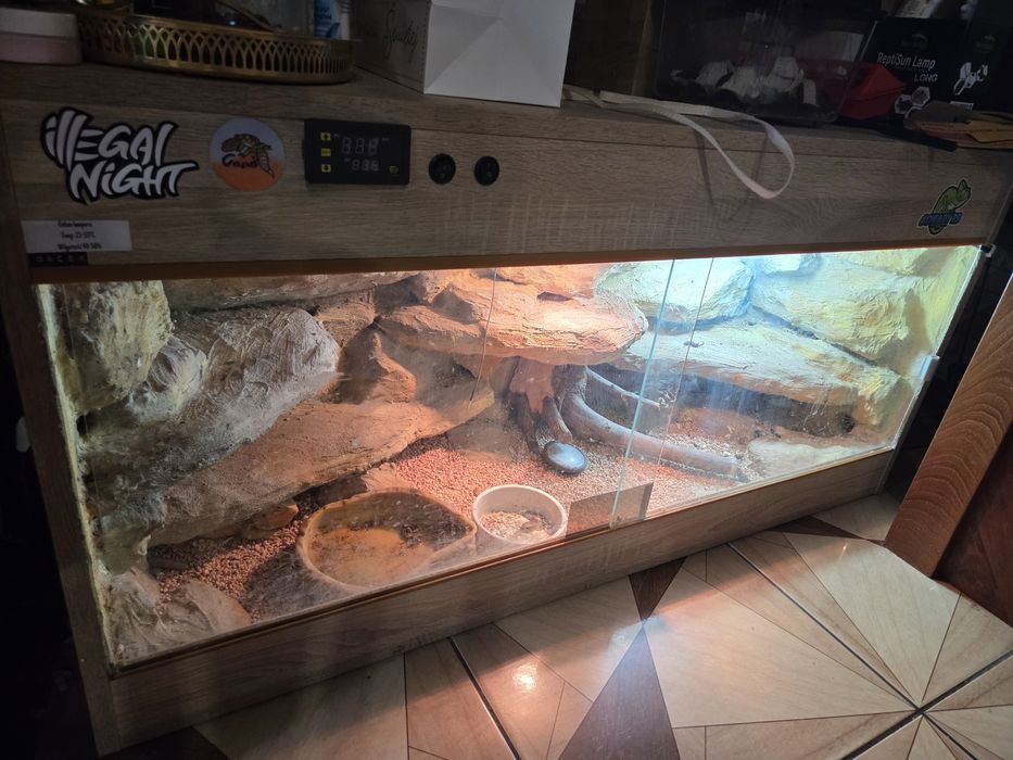 Duze terrarium z agama samiczka