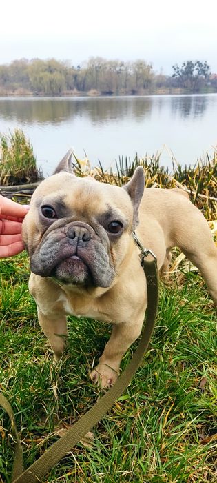 Французький бульдог на в'язку