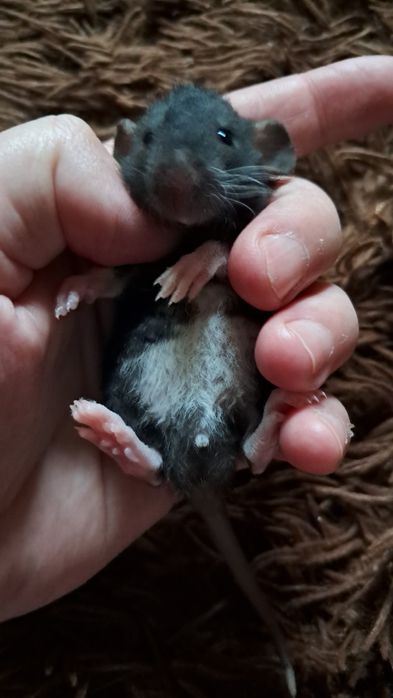 Пацюки кучеряві дамбо  рекс.