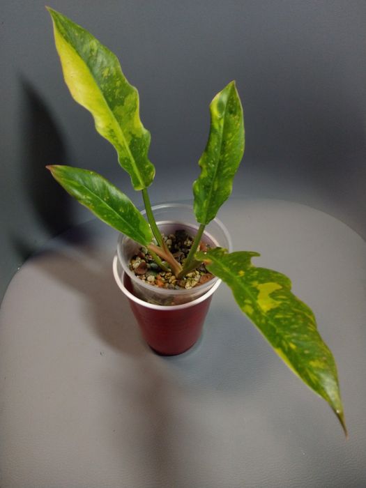 Philodendron Ring Of Fire