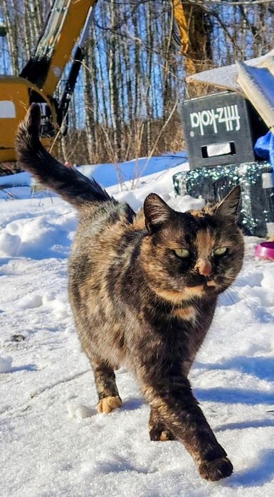 Kotka pilnie szuka domu