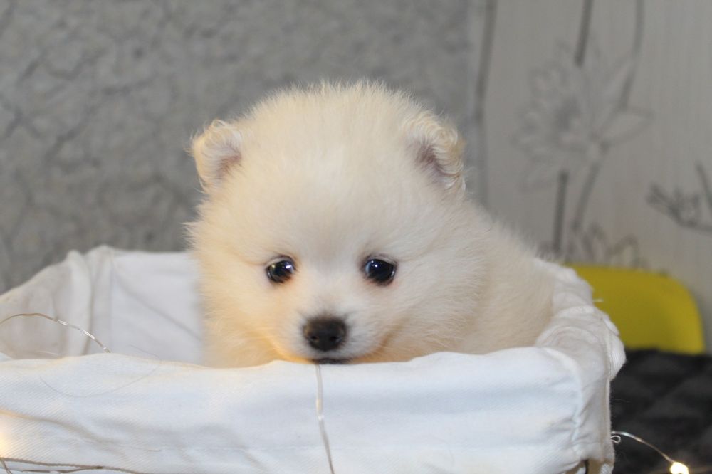 Супер міні шпіцулі