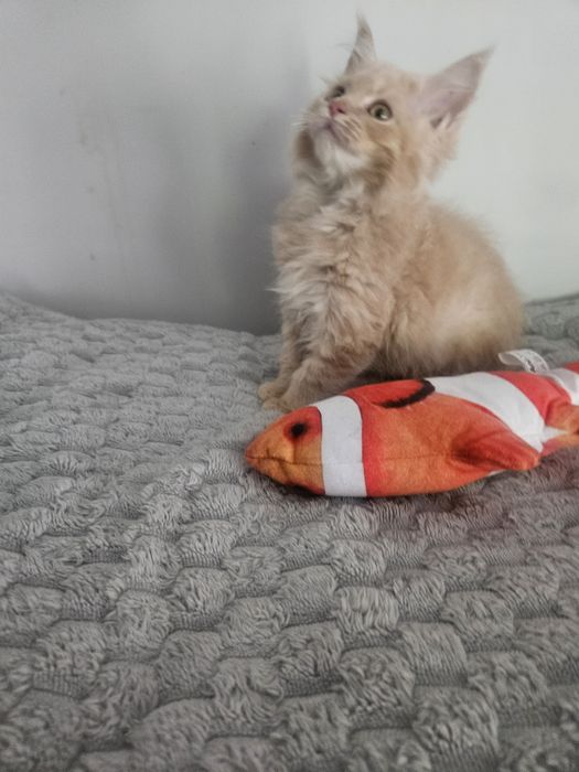 Maine Coon kremowy kocur