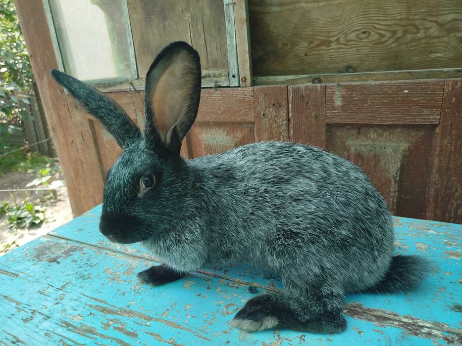Кріль полтавське срібло. Самчик. Король. Кролі