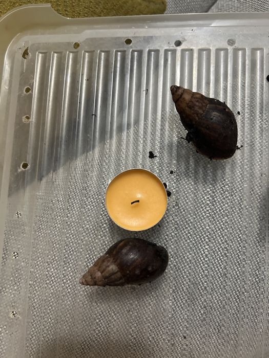 Achatina Slimak Afrykański