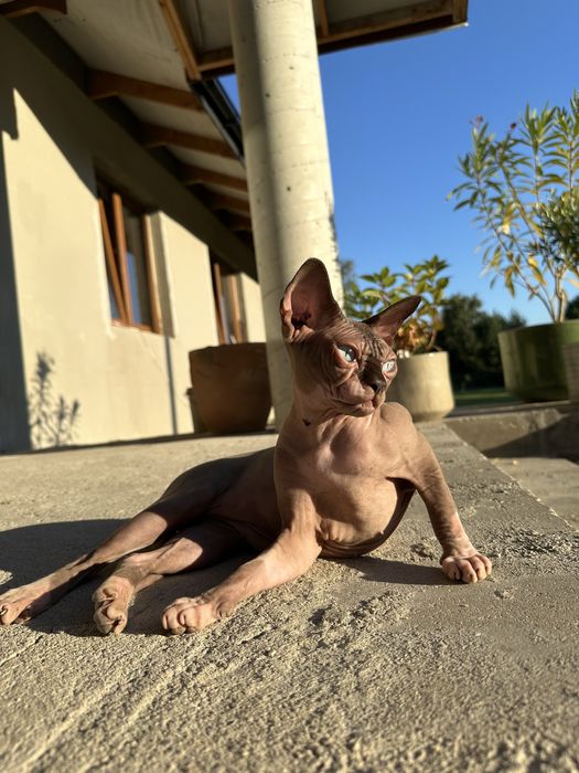 Sfinks kanadyjski płatna adopcja