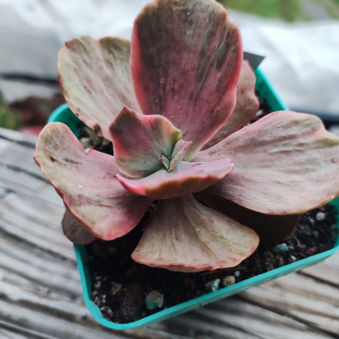 Echeveria, aeonium рідкість