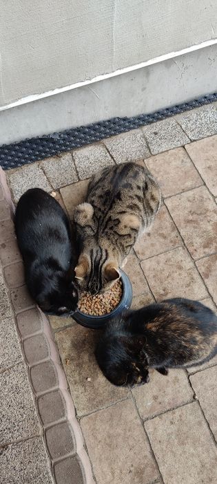 Oddam koty    za darmo