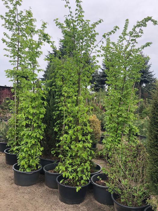 GRAB POSPOLITY 'Carpinus Betulus' Duże Drzewa ok. 500 cm wys. Leszno