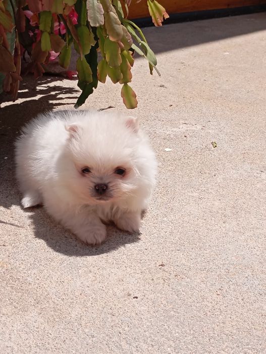 Spitz miniatura fêmea