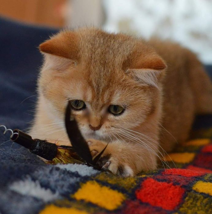 Золотые   котята.