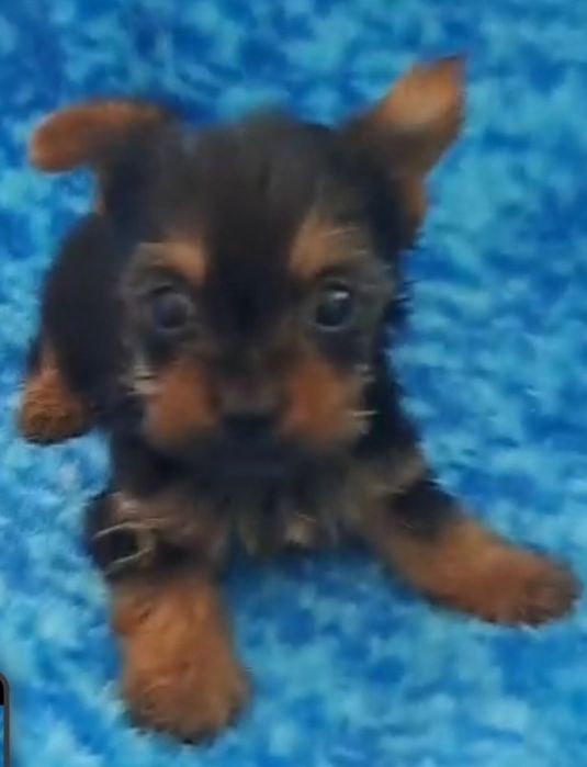Yorkshire terrier super  Mini  toy