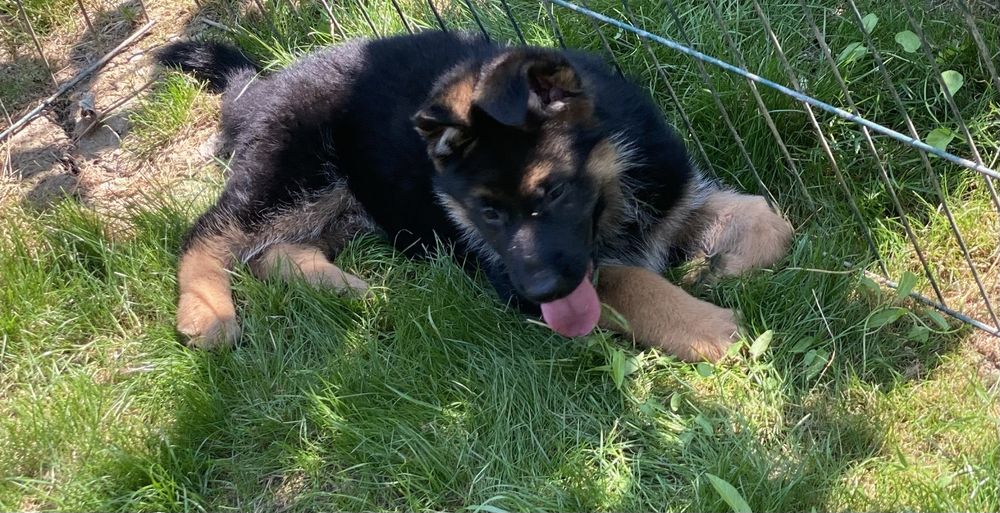 Поспішайте за найкращими цуценятами