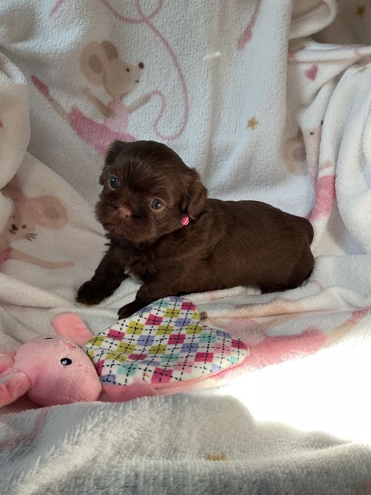 Shih -Tzu Czekoladowa suczka!