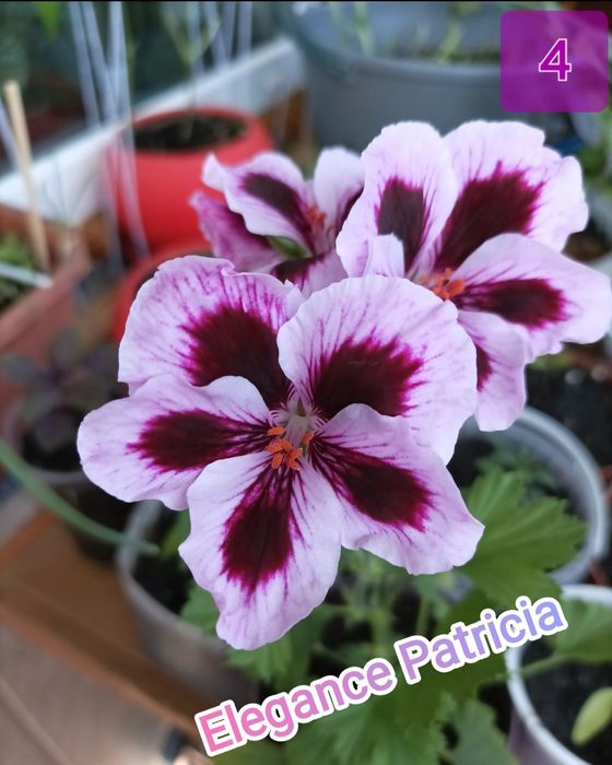 Королівська пеларгонія