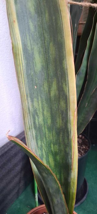 Sansevieria bhitalae Dragon King