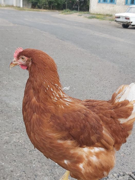 Кури 4,5 міс,вакцинована,Ломан Браун