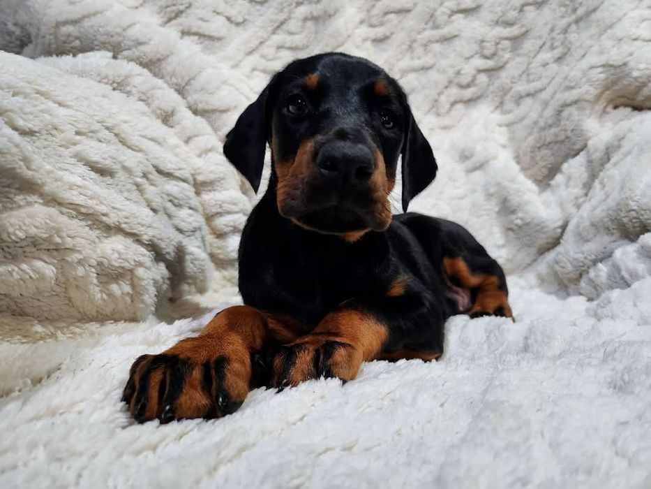Doberman europejski - mocnej budowy