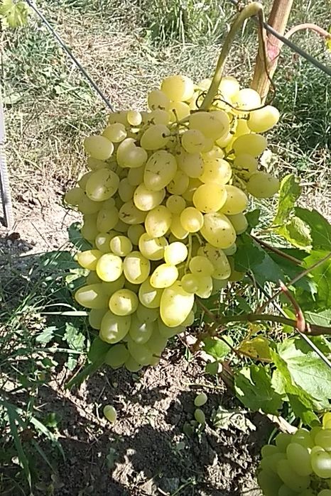 Черенки столового, технического (винного) винограда, инжира, плодовых