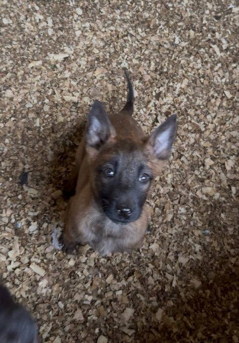 Pastor Belga Malinois