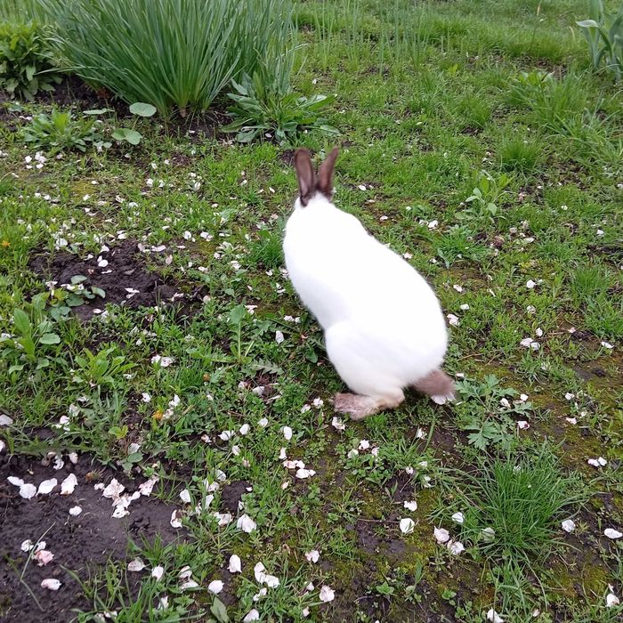 Кролі Каліфорнійці. Німецький  строкач.