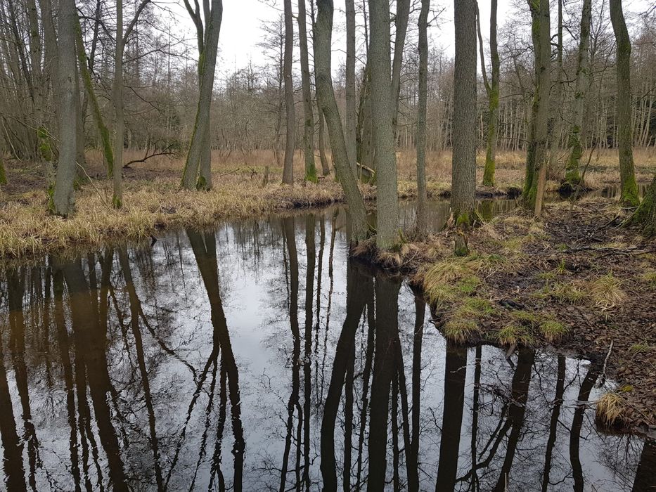 Piękna dzialka 2,9 ha nad rzeką Piławką w otoczeniu lasu