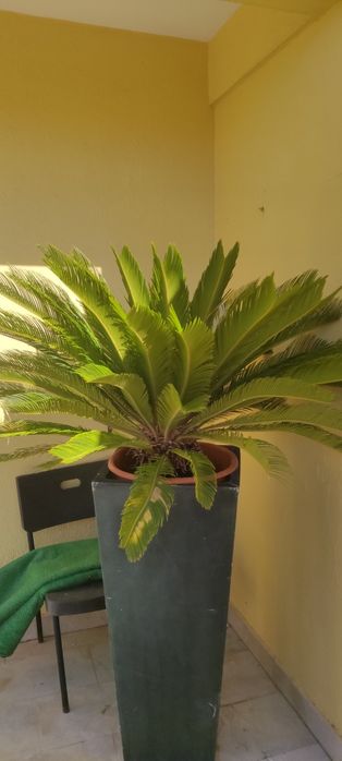 Palmeira cyca tamanho médio