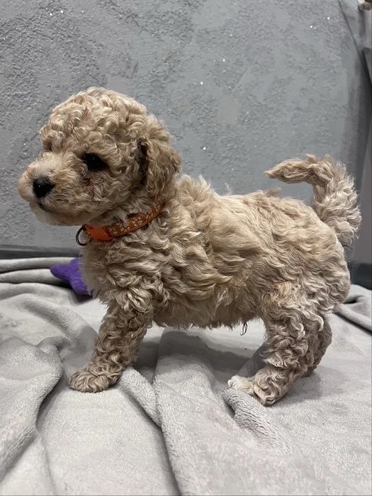 ТОР‼️Super mini Мальтипу. Мальтийская болонка Той пудель